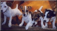 Does this look like trouble or what? 4 Jack Russell Terrier puppies